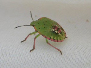 Cover photo for Protect Your Investment and Scout Soybeans for Stink Bugs and Defoliators Through R7