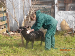 Washing a Lamb