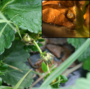 Cover photo for Seeking Sites to Monitor Strawberry Clipper!
