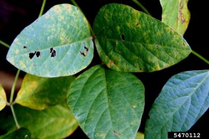 Cover photo for Soybean Rust Update August 21, 2017