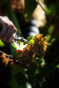 Cover photo for Blueberry and Grape Production and Pruning Workshop