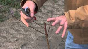 Cover photo for Fruit and Nut Tree Pruning Workshop Demonstrations (Two Demonstrations at Separate Locations in One Day!)