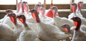 Cover photo for 2018 Youth Market Turkey Show