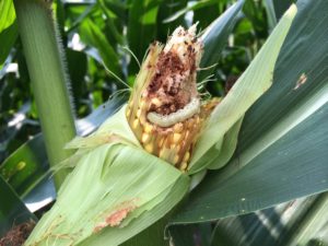 Cover photo for Should We Worry About Earworms in Bt Corn?