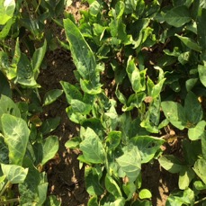 soybean plants growing rapid
