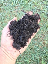 compost leaves in left hand