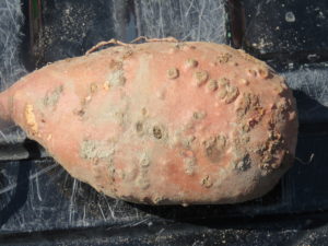 Cover photo for Management of the Guava Root Knot Nematode in Sweetpotatoes