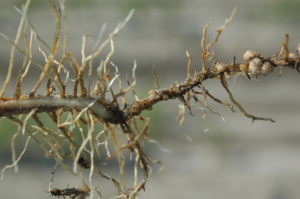 soybean cyst nematode damage