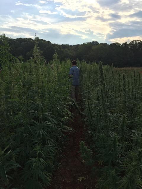 Hemp field with guy standing among the plants