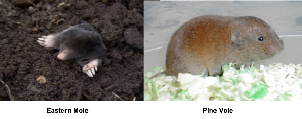 Picture of eastern mole and pine vole