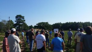 People in a field of crops