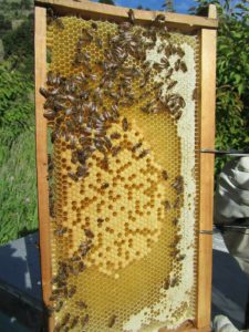 Bee Hive