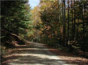 picture of dirt road with trees on each side