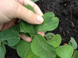 Cover photo for Early-Season Soybean Leaf Puckering, Deformation, and Damage From Herbicides and Insects