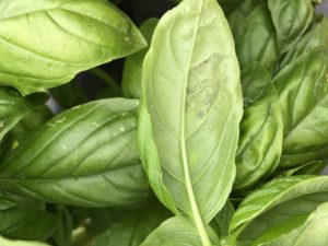 Basil downy mildew