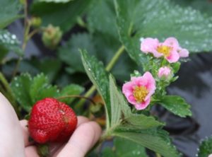 Picture of strawberry plant with hand holding a ripe, red strawberry and a cluster of blooms in light pink with dark pink center
