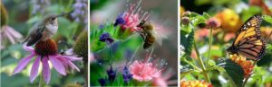 left picture of hummingbird perched on purple blooming flower, middle picture is of a honey bee eating on a pink bloom with deep purple blooms around, and right picture is a monarch butterfly on a yellow bloom with other yellow blooms in the background