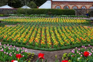 various colored tulips landscaped at the Biltmore Estate