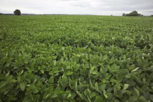 soybean field with grey looking sky in background