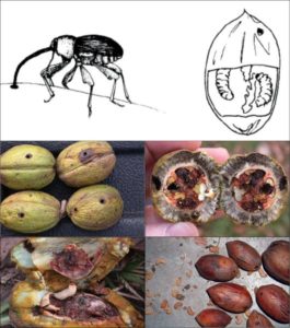 Pecan Weevil and what pecans look like