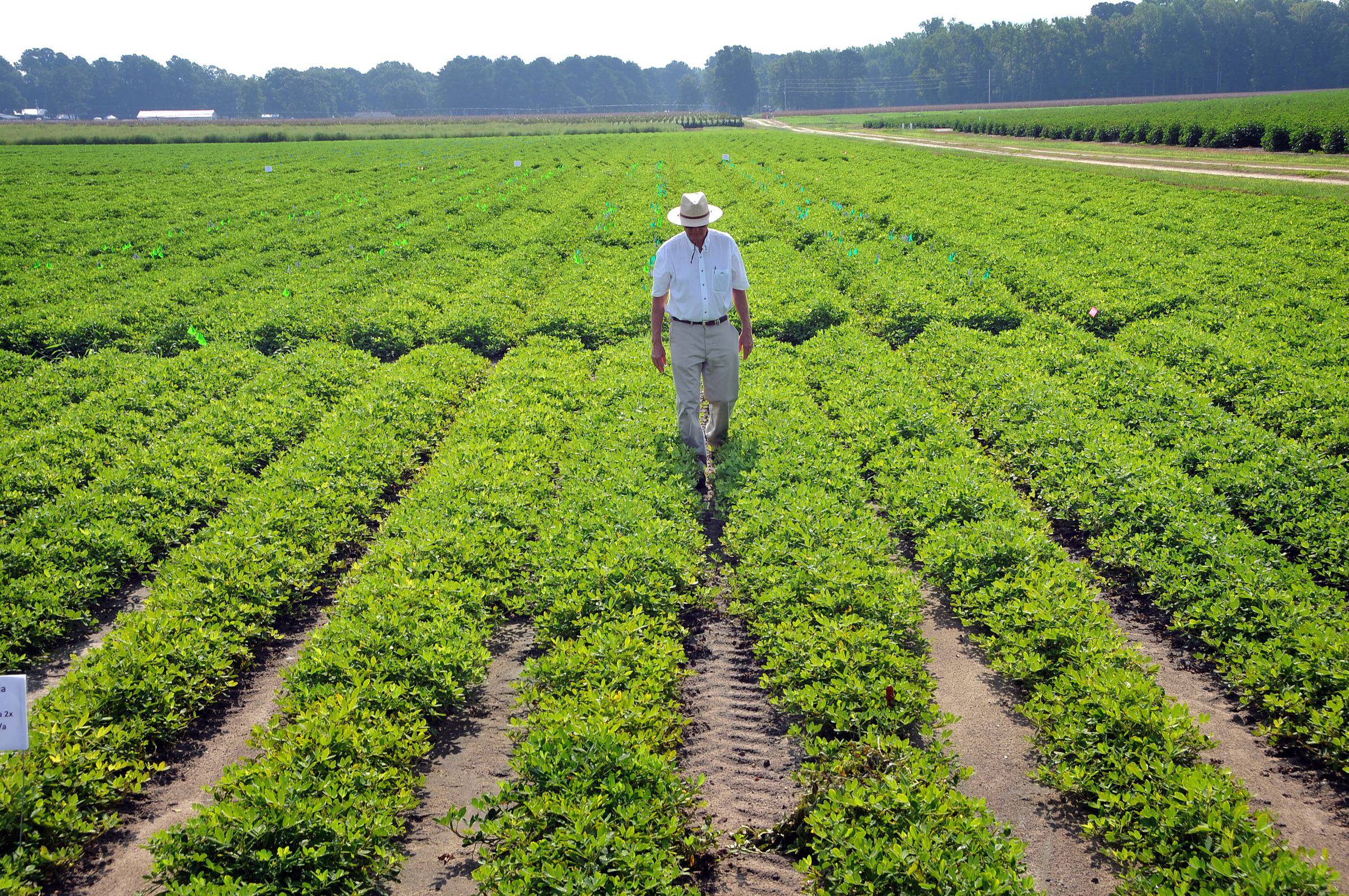 Farmer walks between rows of peanuts.