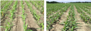 two pictures of corn plant rows in field