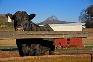 Cover photo for September/October 2020 Livestock News