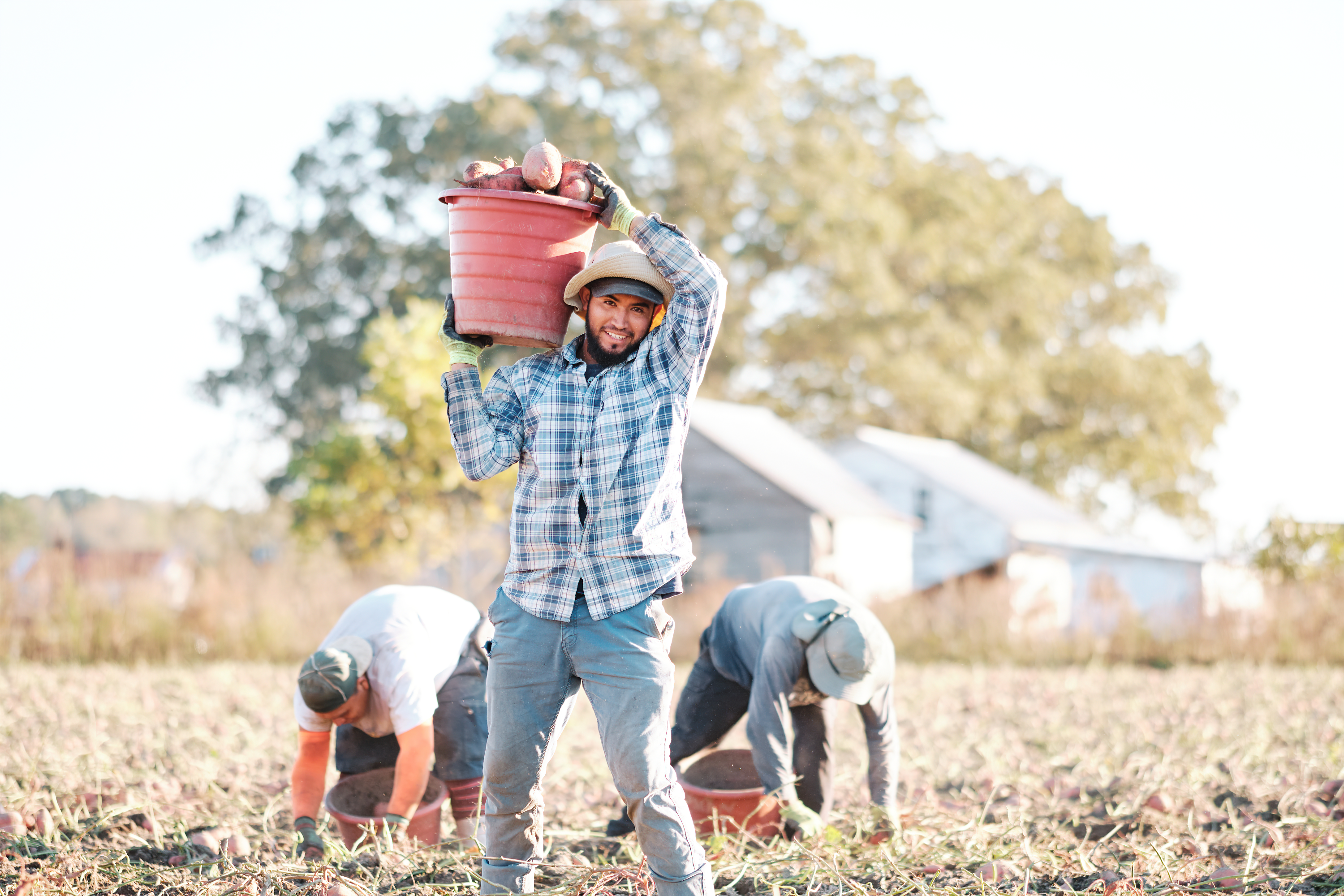 Farmer Working In Field