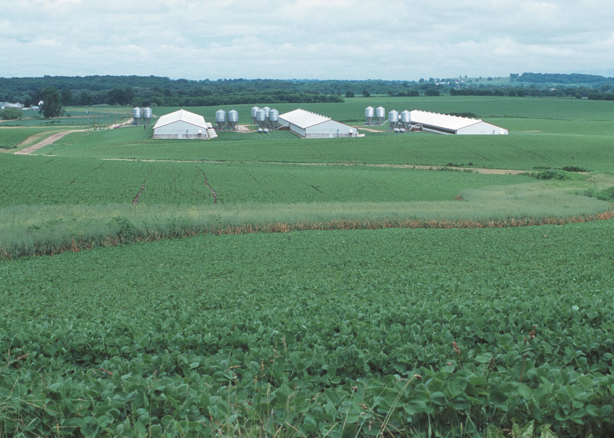 Farm scene with soybeans in foreground and swine barns behind