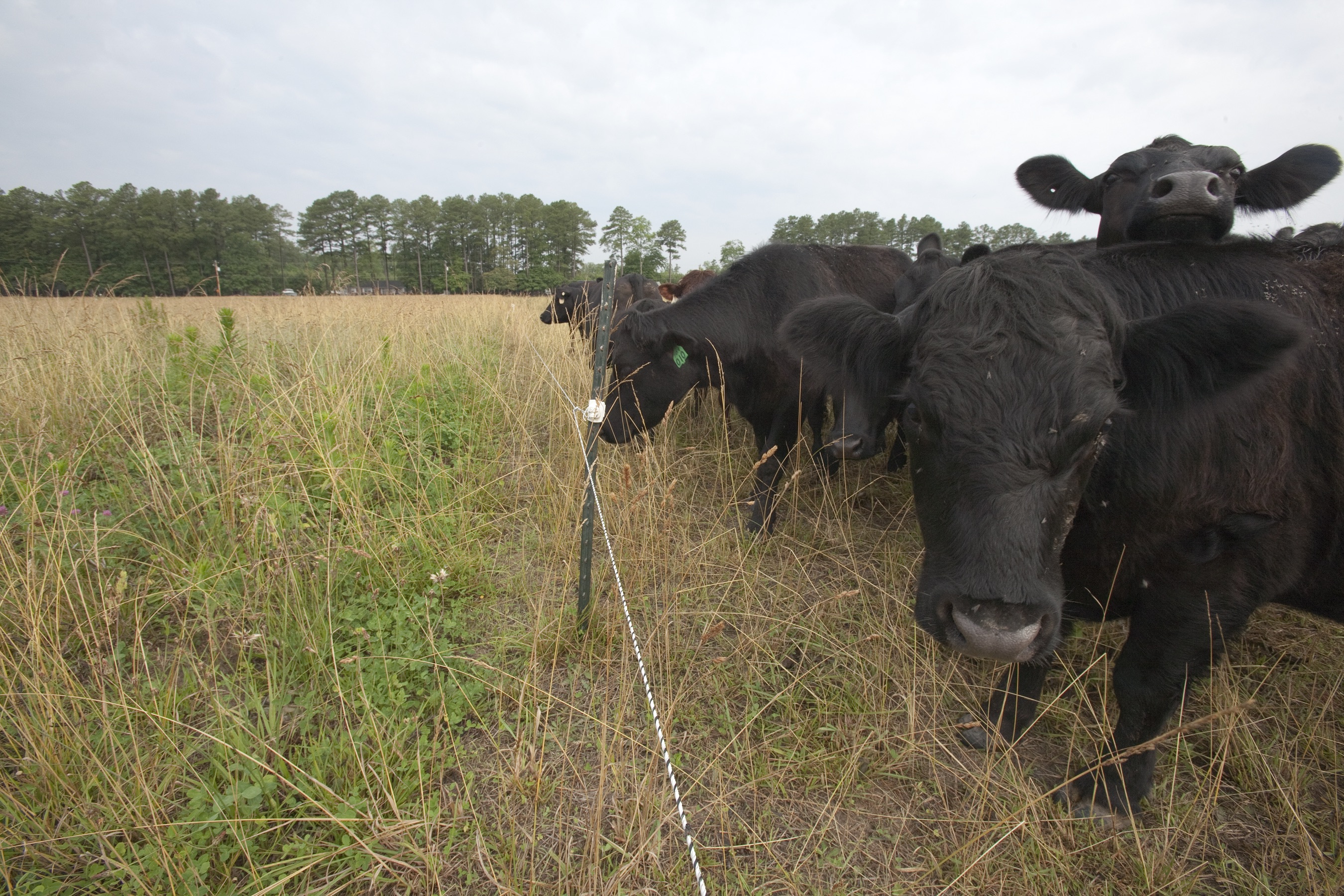 Cows grazing