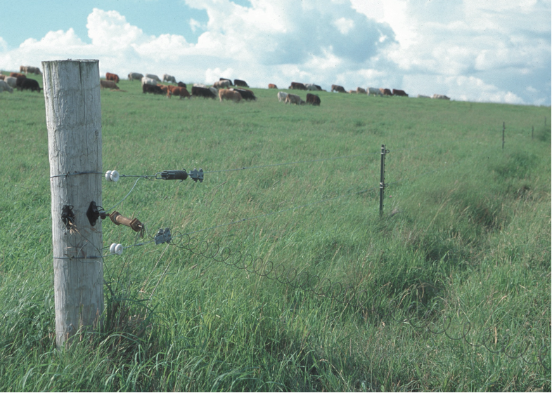 cattle foraging