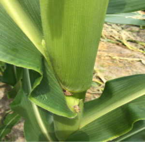 picture of corn stalk with stink bugs present