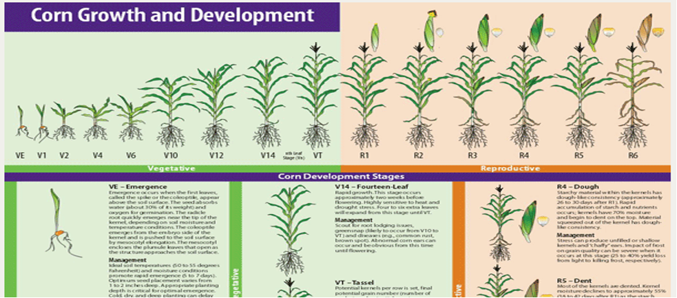 corn growth and development chart