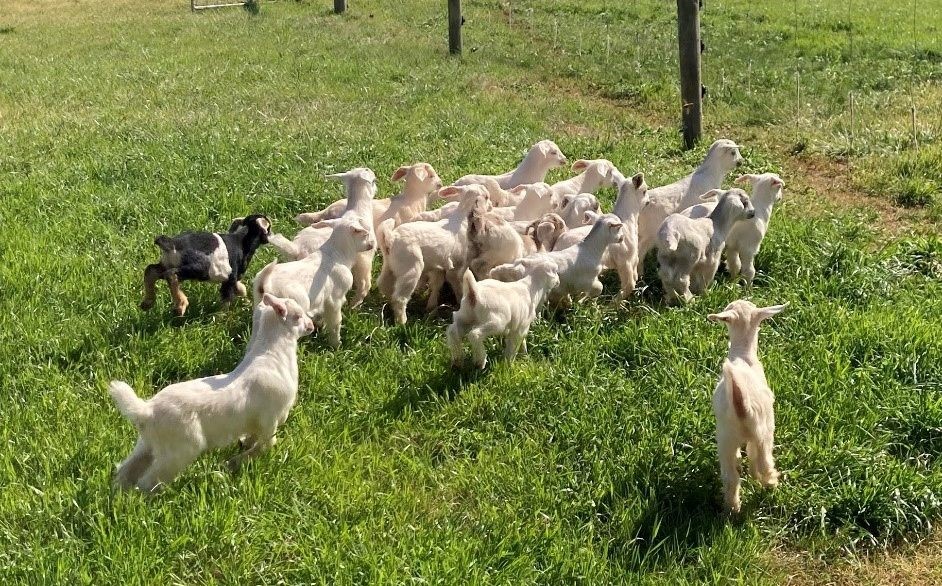 baby goats in a field