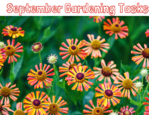 The Gardener's Dirt Newsletter picture of September Gardening Tasks
