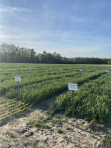 wheat field day variety plots