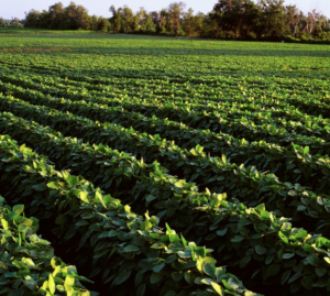 soybean field