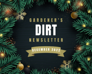 Pine wreath with string lights with Gardener's dirt newsletter 2022