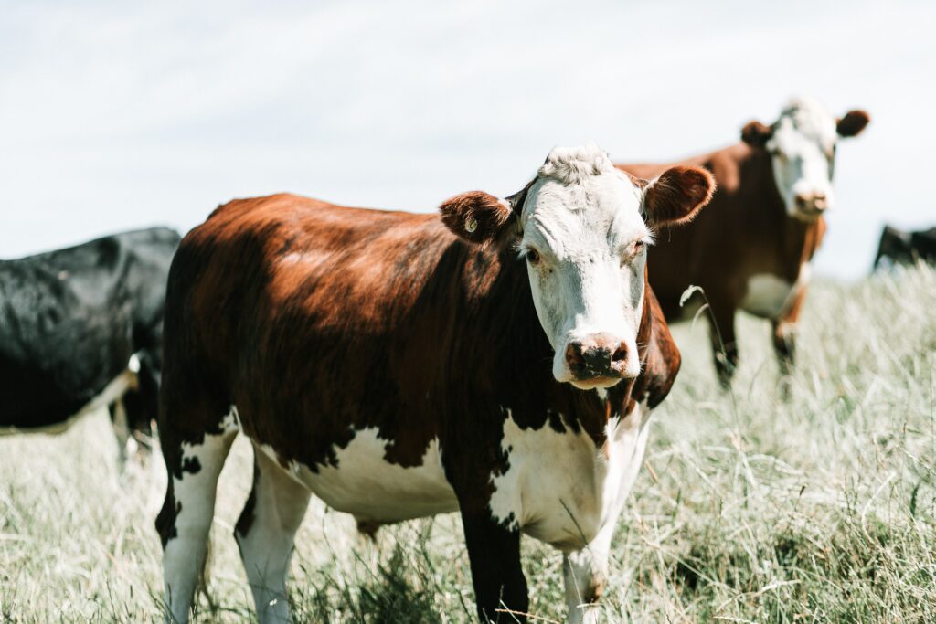 Beef Cattle photo: James Coleman -unsplash