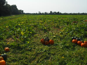 Cover photo for 2021 Eastern North Carolina Pumpkin Cultigen Evaluations Are Now Available