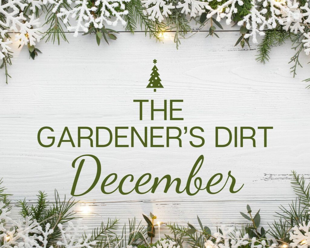 White Background with snowflake & greenery around the edges with small green christmas tree and the words The Gardener's Dirt December