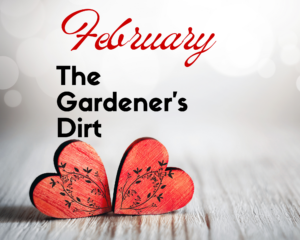 February The Gardeners Dirt gray background with red wooden hearts on gray wood planks