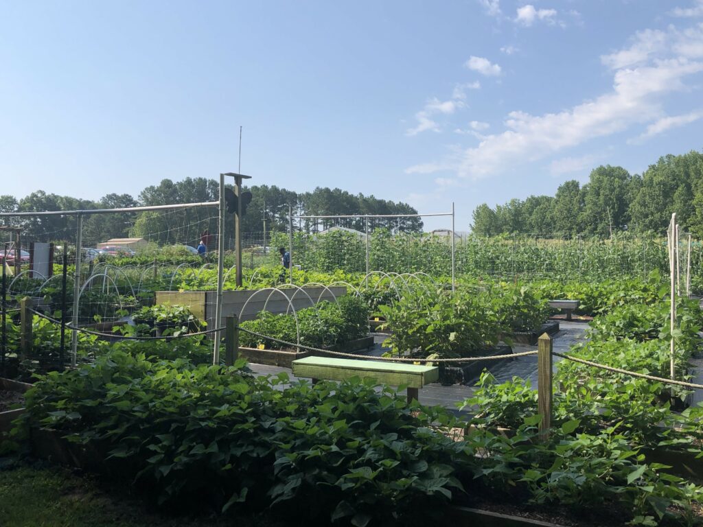 Clayton community garden beds