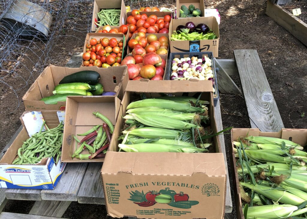 box of corn, box of onions, boxes of produce