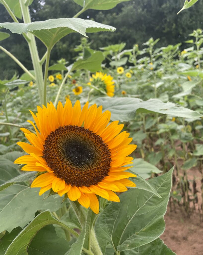 Sun Flower in sunflower field