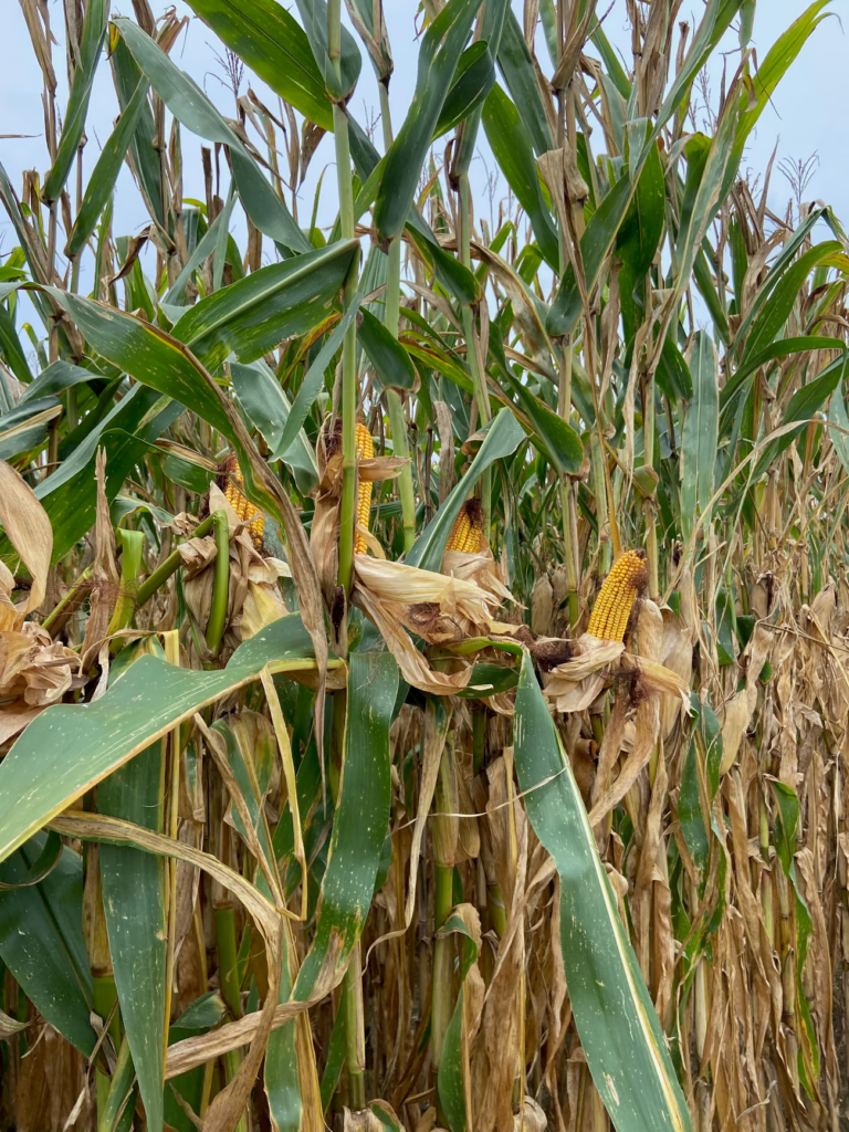 Several stalks of corn in a corn field