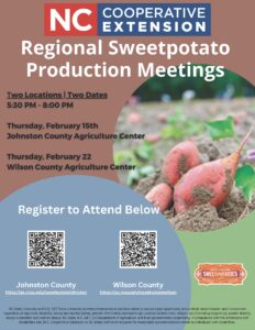 sweetpotato in field