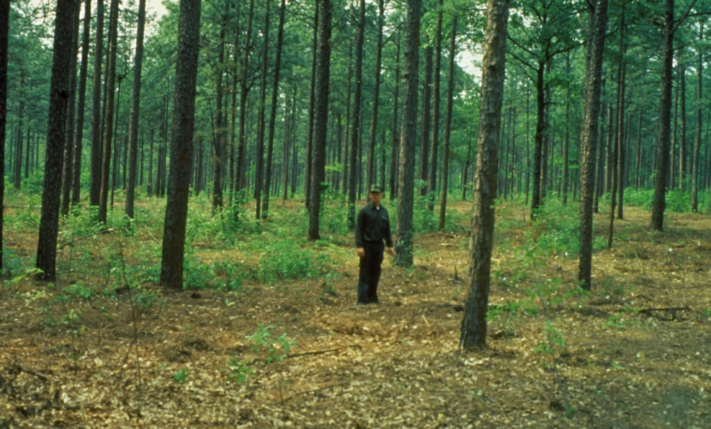 Forest with several trees underbrush cleared with man walking