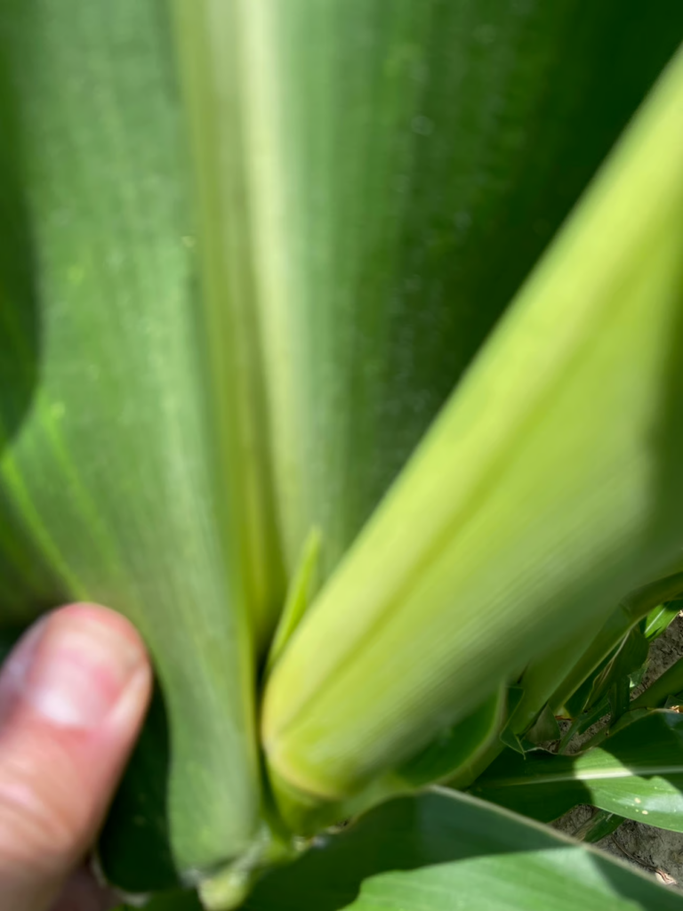 stinkbug in corn