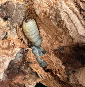 Cover photo for It Is Time to Scout for Prionus Beetles in Blueberries!